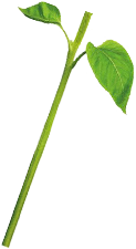Green Stem