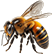 Honey Bee